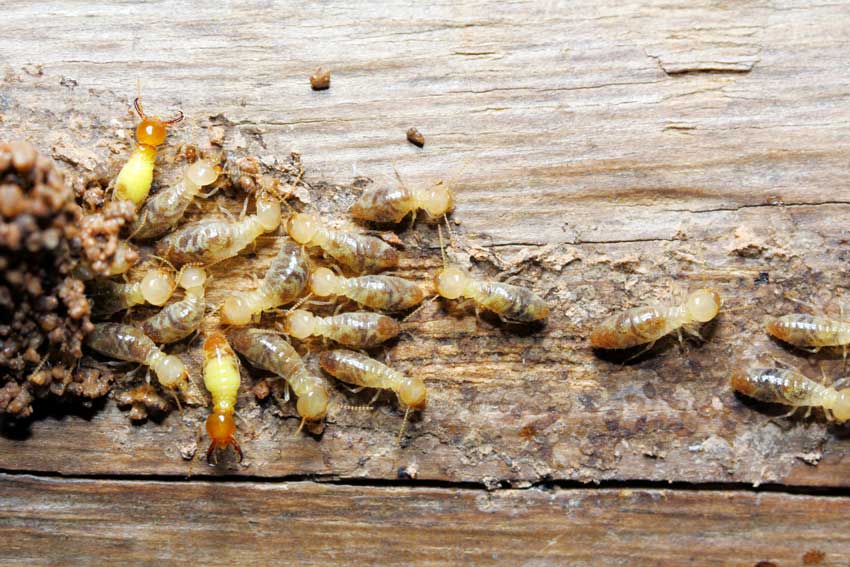 Termite Extermination in San Angelo, TX